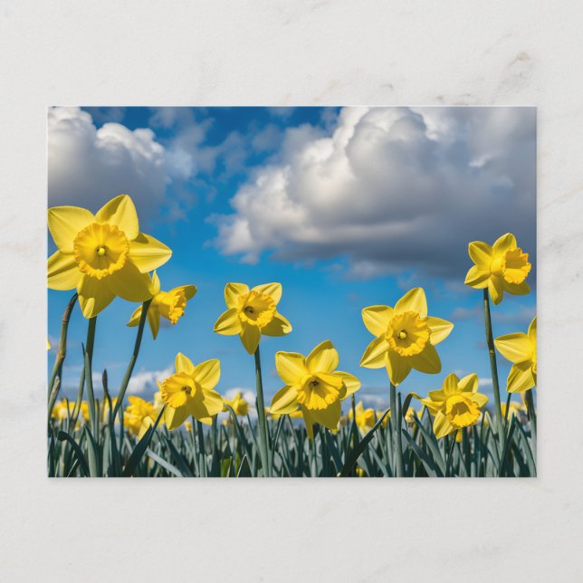 Daffodils Dancing Postcard (Front)
