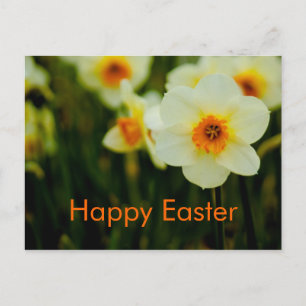 Daffodils • Easter Postcard