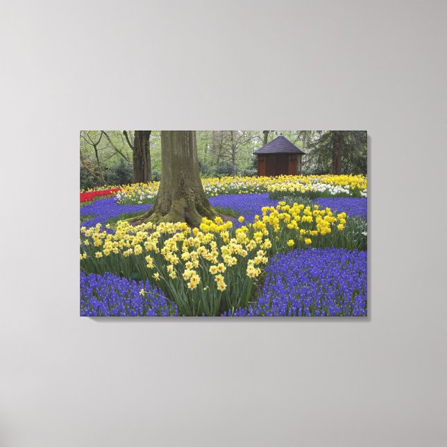 Daffodils, grape hyacinth, and tulip garden, canvas print (Front)