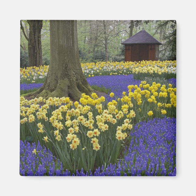 Daffodils, grape hyacinth, and tulip garden, magnet (Front)