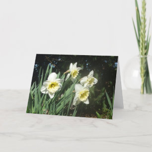 Daffodils Holiday Card
