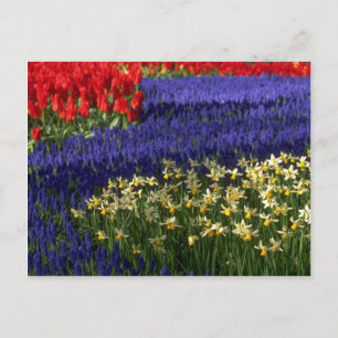 Daffodils, hyacinth and tulips postcard