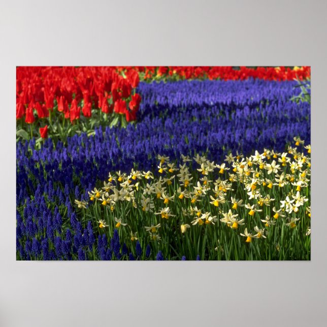 Daffodils, hyacinth and tulips poster (Front)
