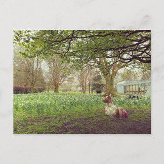 Daffodils in Limerick Postcard