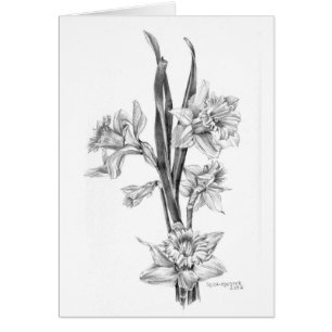 Daffodils in pencil