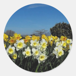 daffodils in spring time classic round sticker