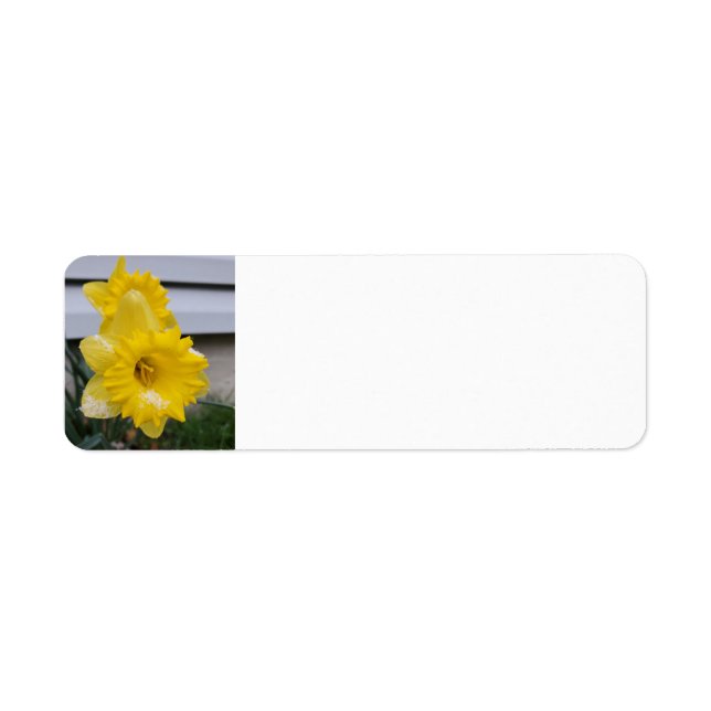 Daffodils in the snow (Front)