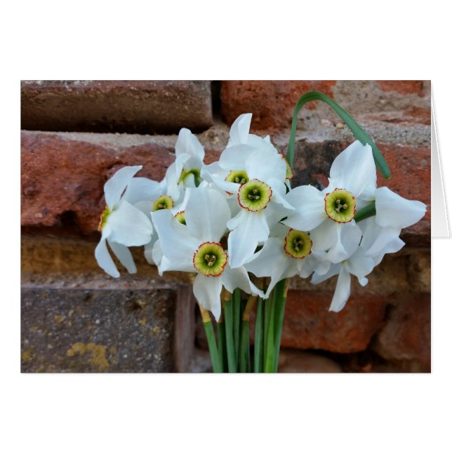 daffodils near fortress wall (Front Horizontal)