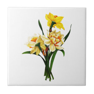Daffodils or Narcissus By Pierre Joseph Redoute Tile