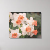 Daffodils Peach