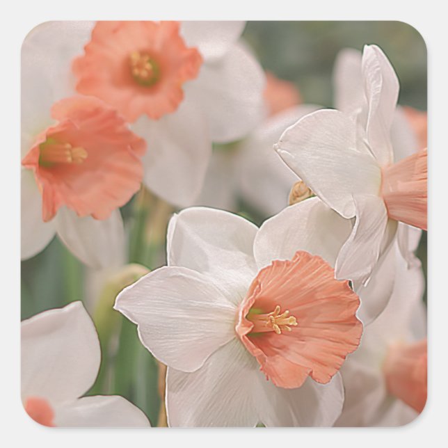 Daffodils Peach Square Sticker (Front)