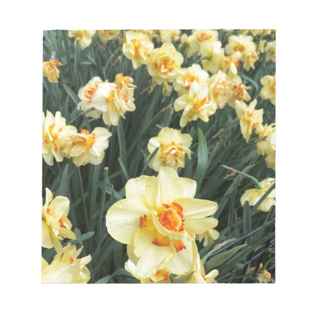 Daffodils Photo Notepad (Front)