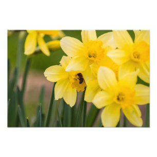Daffodils Photo Print