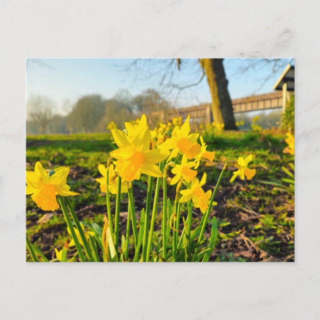 Daffodils  postcard (Front)