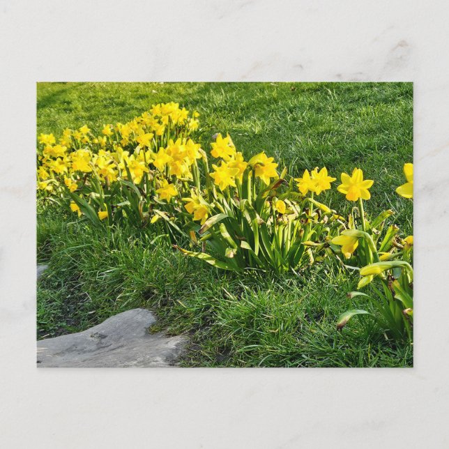 Daffodils  postcard (Front)