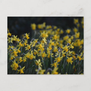 Daffodils postcard