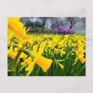 Daffodils  postcard