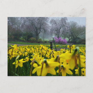 Daffodils  postcard