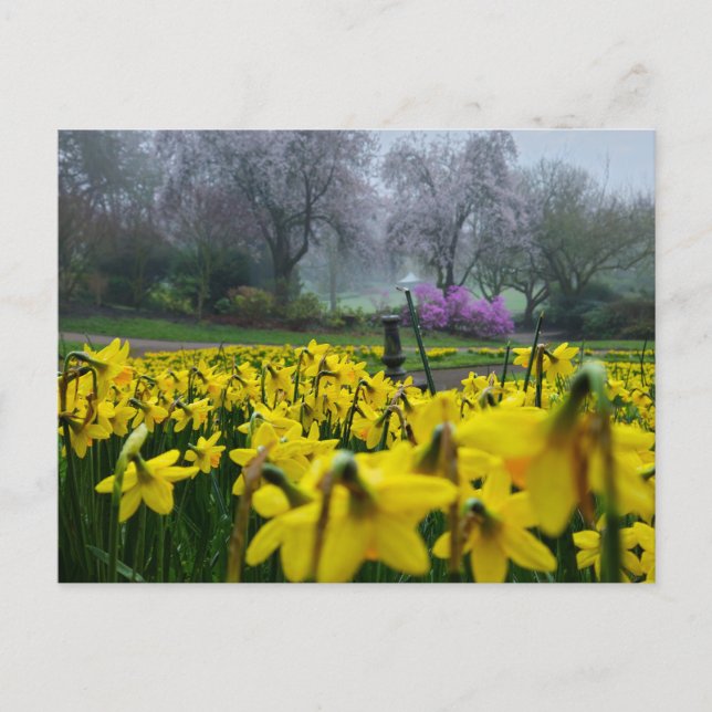 Daffodils  postcard (Front)