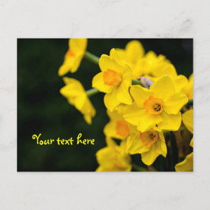 Daffodils Postcard