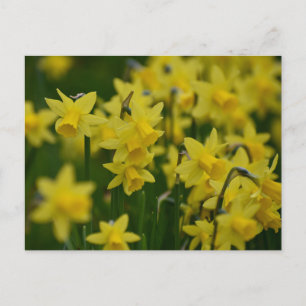 Daffodils postcard