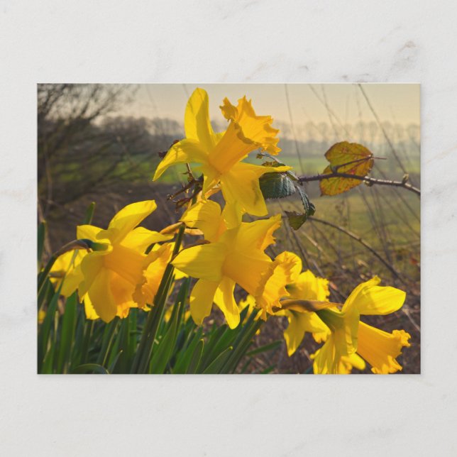 Daffodils  postcard (Front)