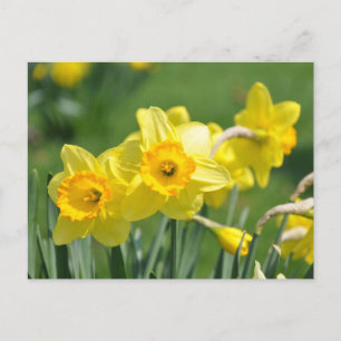 Daffodils Postcard
