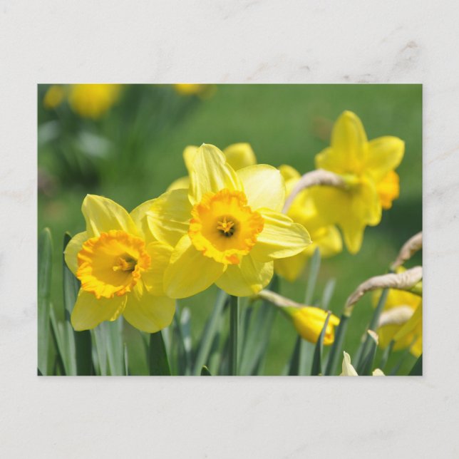 Daffodils Postcard (Front)