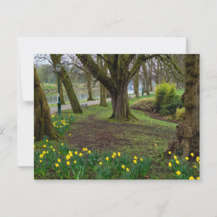 Daffodils postcard