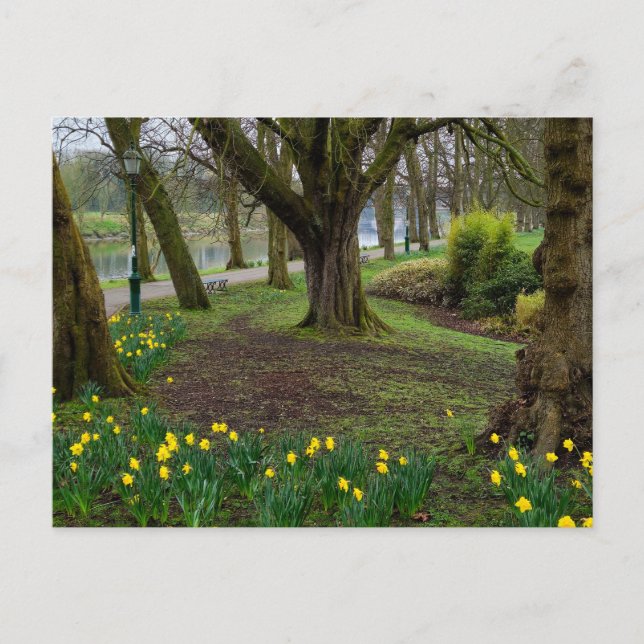 Daffodils  postcard (Front)