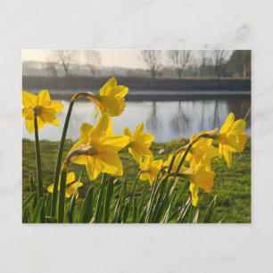 Daffodils  postcard