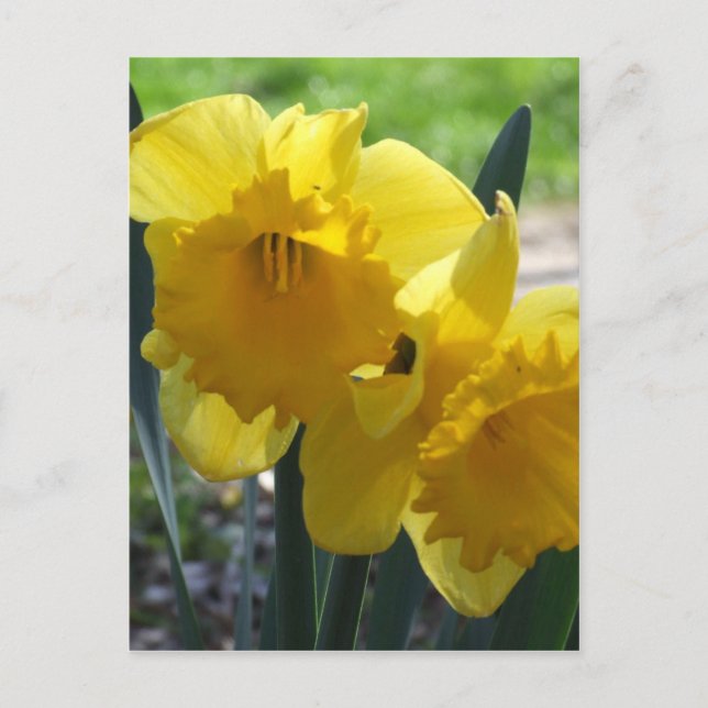 Daffodils Postcard (Front)