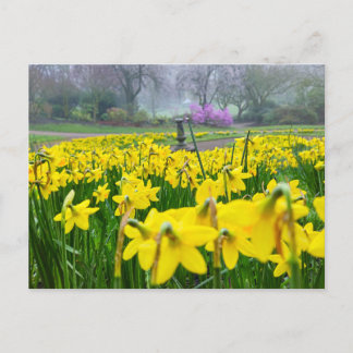 Daffodils  postcard