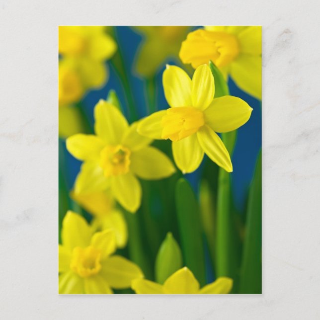 Daffodils Postcard (Front)