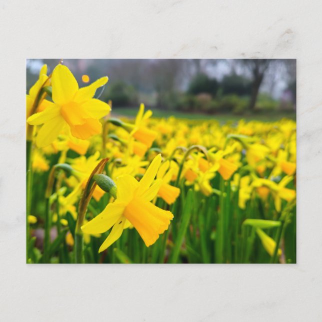 Daffodils  postcard (Front)