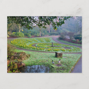 Daffodils postcard