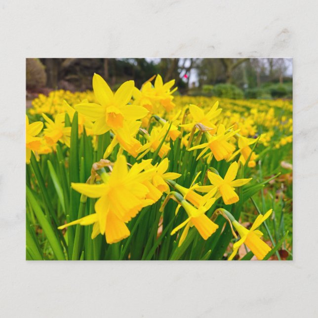 Daffodils  postcard (Front)