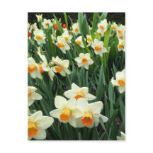 Daffodils