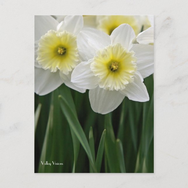 Daffodils Postcard (Front)