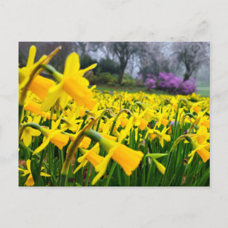 Daffodils  postcard