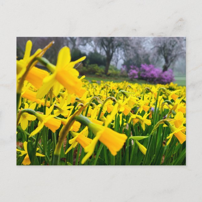 Daffodils  postcard (Front)