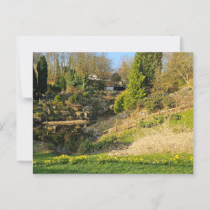 Daffodils  postcard