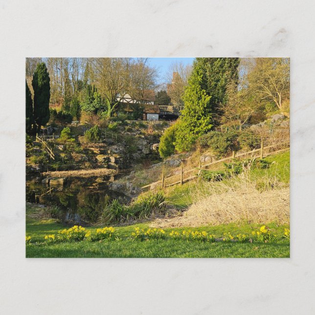 Daffodils  postcard (Front)