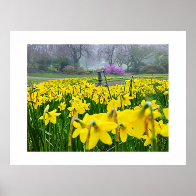 Daffodils  poster (Front)