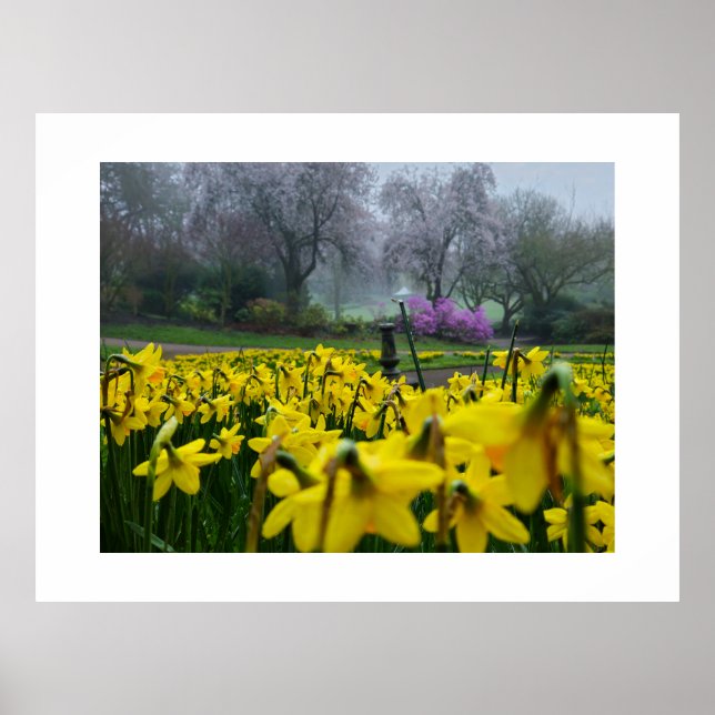 Daffodils  poster (Front)