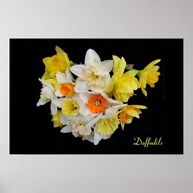Daffodils Poster (Front)