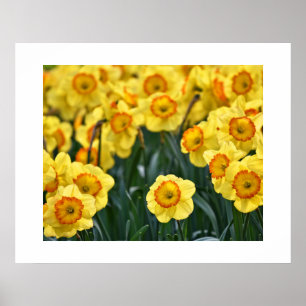 Daffodils Poster