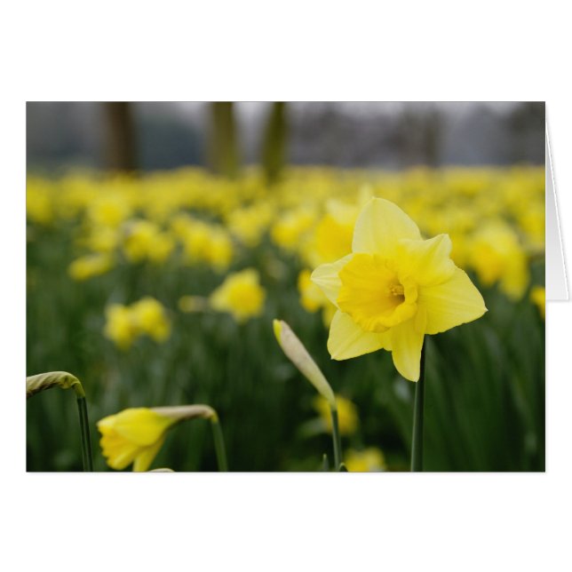 Daffodils (RF) (Front Horizontal)