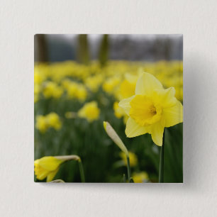 Daffodils (RF) 15 Cm Square Badge