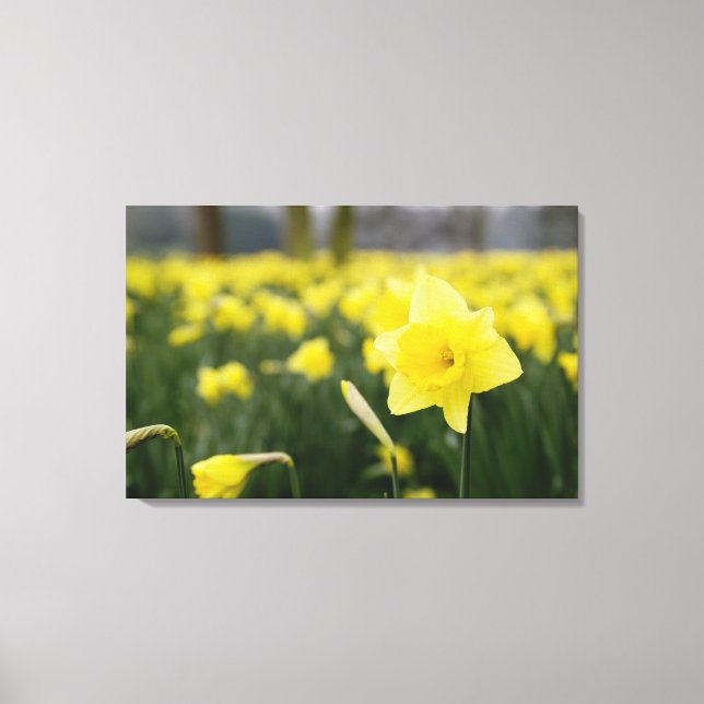 Daffodils (RF) Canvas Print (Front)